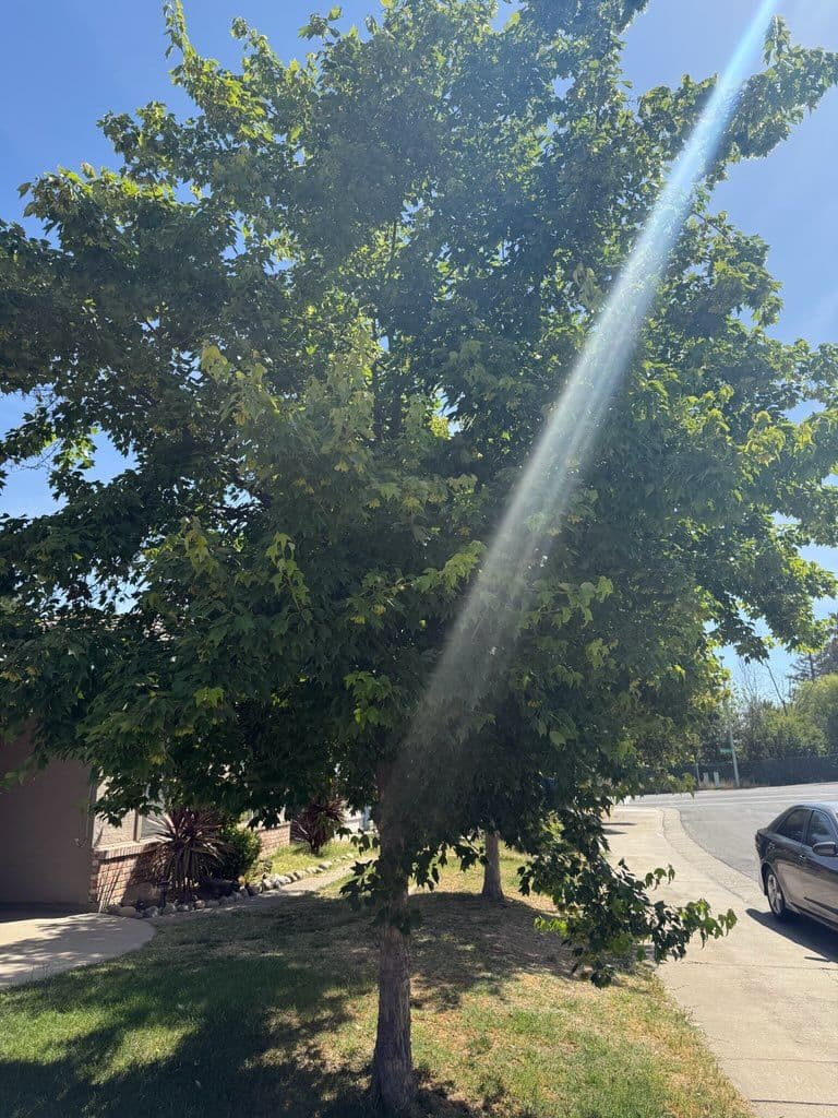 Transforming Yards with Expert Care image