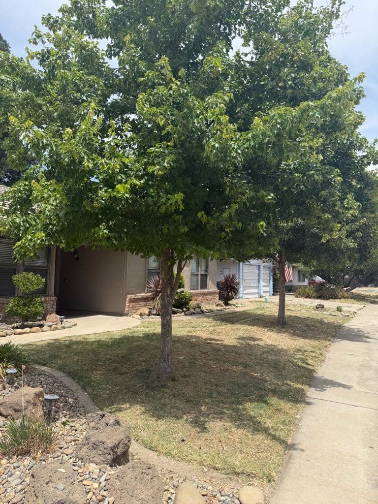 Gallery photos for Transforming Yards with Expert Care: Image #2